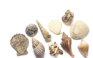 Çeşitli deniz kabukları beyaz arkaplanda izole edilmiş ve metin için yer var
