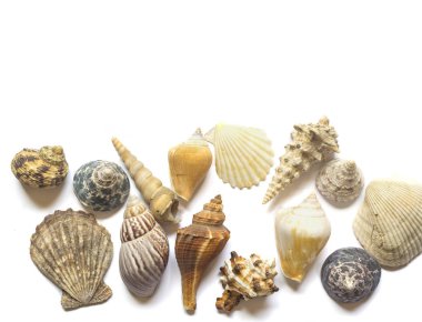 Çeşitli deniz kabukları beyaz arkaplanda izole edilmiş ve metin için yer var