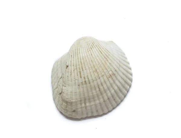 Coquille Isolée Sur Fond Blanc — Photo