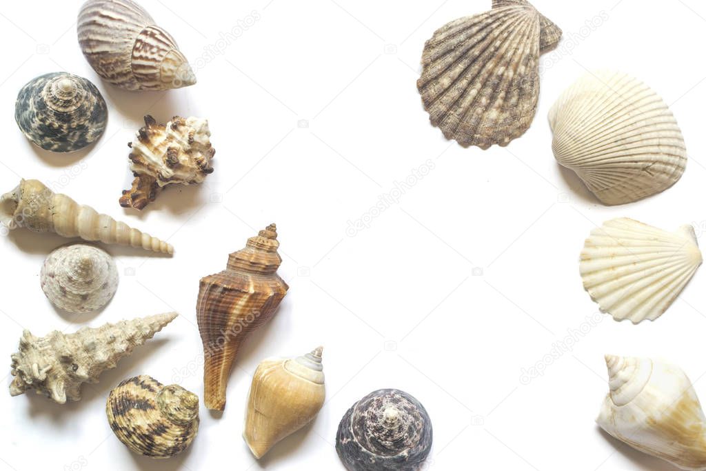 Various sea shells isolated on white background with place for text