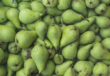 Sonbahar günü taze seçilen yeşil armutların tam kare fotoğrafçılığı.