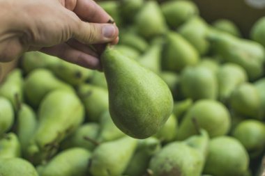 İnsan eli yeşili tutuyor, hasattan sonra armut dolu kutunun önünde taze armut. Seçici odak