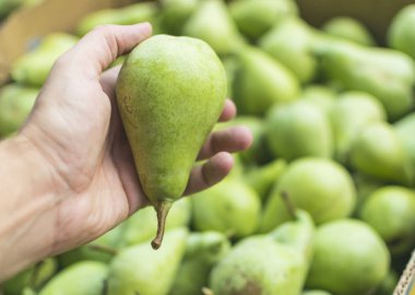 İnsan eli yeşili tutuyor, hasattan sonra armut dolu kutunun önünde taze armut. Seçici odak