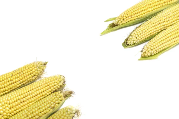 Świeże Kukurydzy Izolowane Białym Tle Miejsca Kopiowania — Zdjęcie stockowe