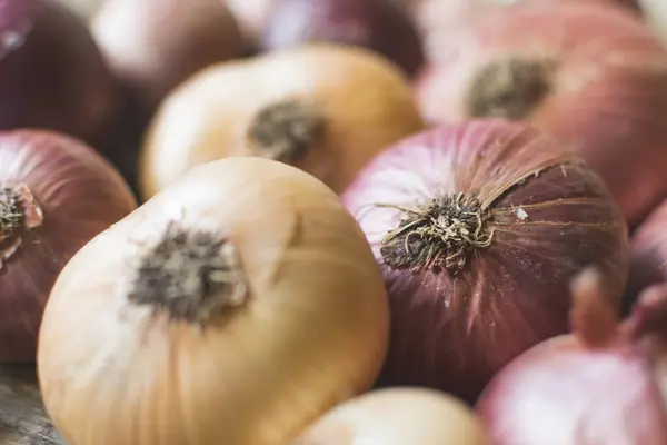 Full Frame Photo Colorful Organic Onions Countryside Garden Selective Focus — Stock Photo, Image