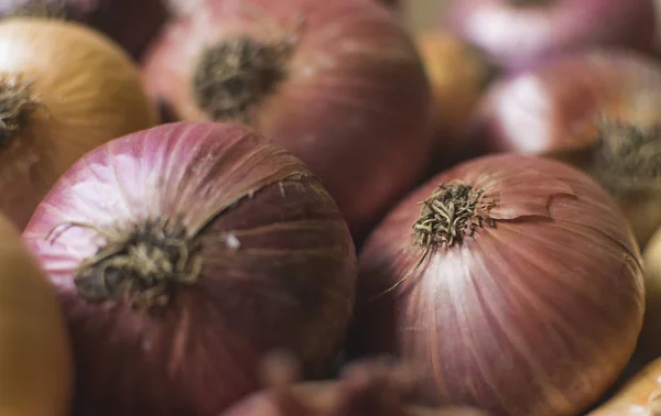 Full Frame Photo Colorful Organic Onions Countryside Garden Selective Focus — Stock Photo, Image