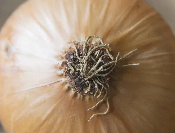 Macro photography of fresh , organic onion picked from garden