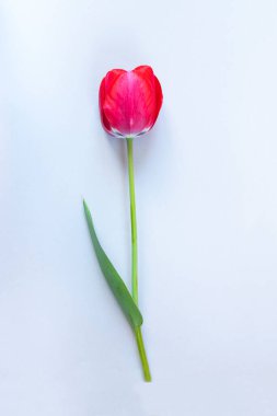 Açık mavi zemin üzerinde taze kırmızı lale. 