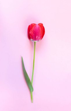 Açık pembe zemin üzerinde taze kırmızı lale.