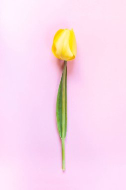 Açık pembe zemin üzerinde taze ve zarif sarı lale.