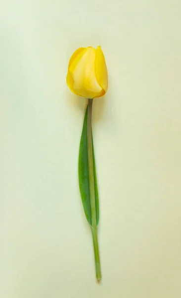 Świeży Elegancki Pojedynczy Żółty Tulipan Jasnożółtym Tle — Zdjęcie stockowe