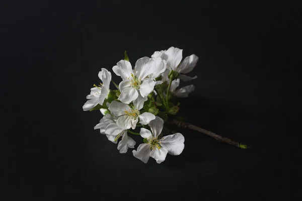 Närbild Foto Körsbär Gren Med Blommor Svart Bakgrund — Stockfoto