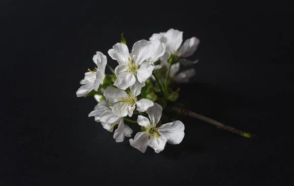 Close Photo Cherry Branch Blossom Flowers Black Background — Stock Photo, Image