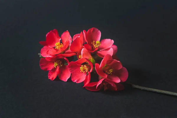 Närbild Foto Gren Med Röda Blommor Svart Bakgrund — Stockfoto