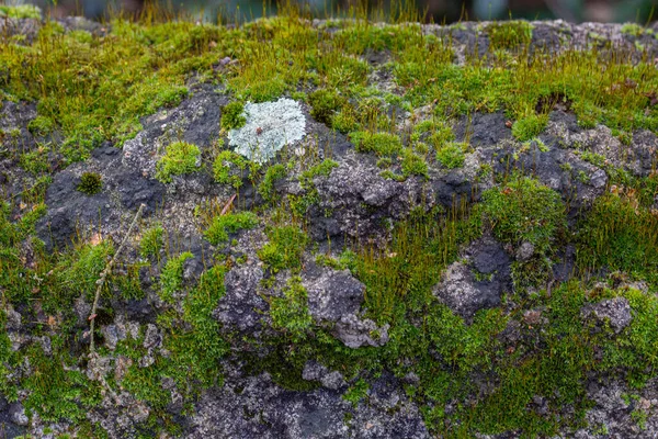 Forêt humide, moos sur mur de pierre, feuille — Photo