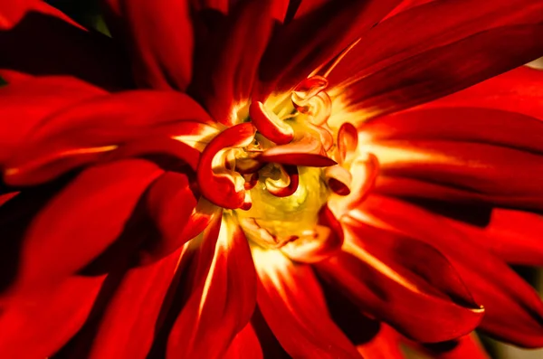 Detal kwiat Dalia — Zdjęcie stockowe