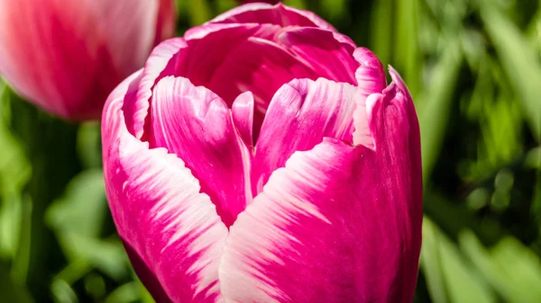 Рожеві тюльпани клумбі — стокове фото