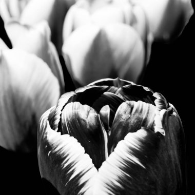 siyah ve beyaz laleler