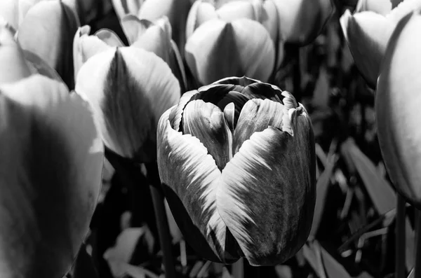 Black and white tulips — Stock Photo, Image