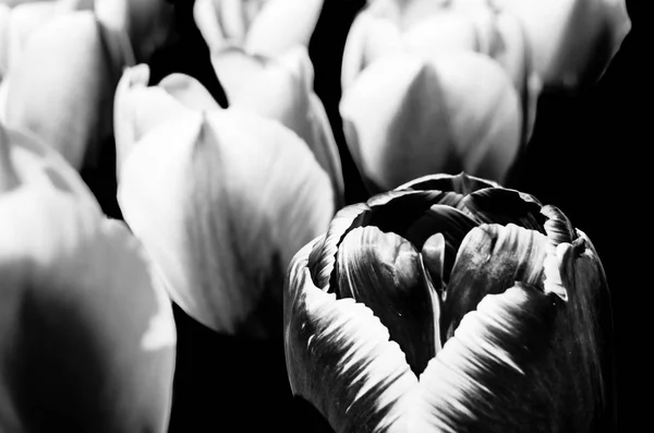 Černé a bílé tulipány — Stock fotografie