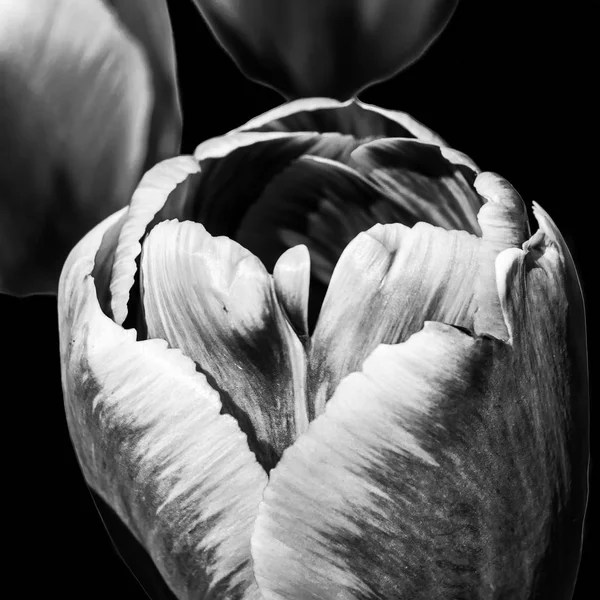 Černé a bílé tulipány — Stock fotografie