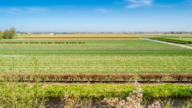 Hollandalı Lale alan