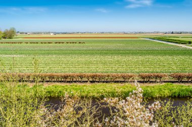 Hollandalı Lale alan