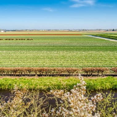 Hollandalı Lale alan