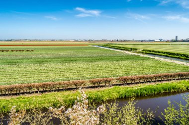 Hollandalı Lale alan