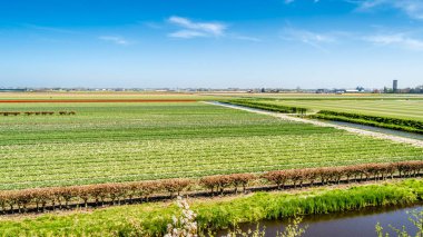 Hollandalı Lale alan