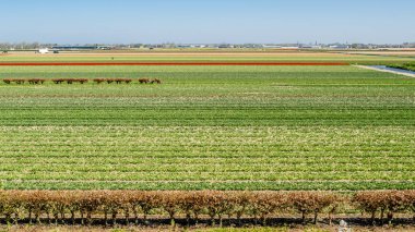 Hollandalı Lale alan