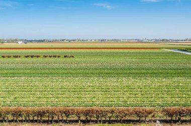 Hollandalı Lale alan