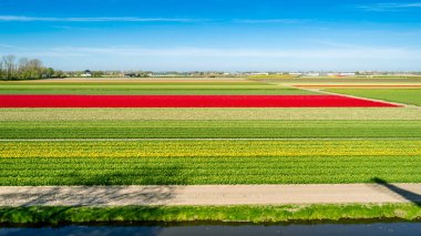 Hollandalı Lale alan