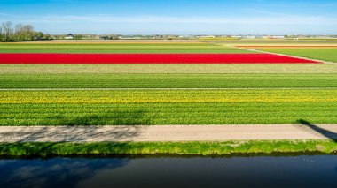 Hollandalı Lale alan