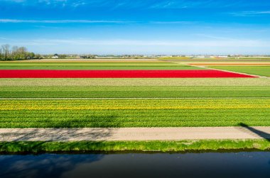 Hollandalı Lale alan