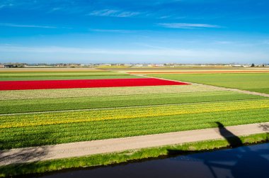 Hollandalı Lale alan