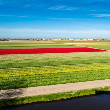 Hollandalı Lale alan
