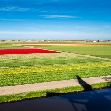 Hollandalı Lale alan