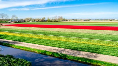 Hollandalı Lale alan