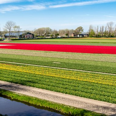 Hollandalı Lale alan