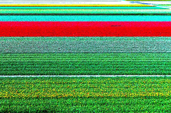 Vibrant Dutch field — Stock Photo, Image