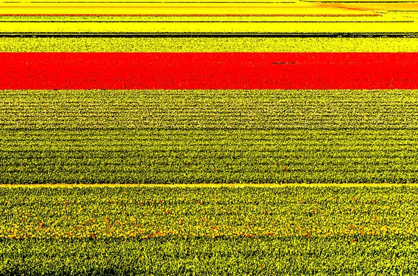 Levendige Nederlandse veld — Stockfoto