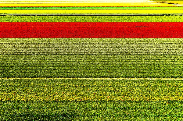 Levendige Nederlandse veld — Stockfoto