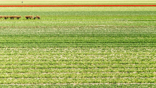 Holländska tulpan område — Stockfoto