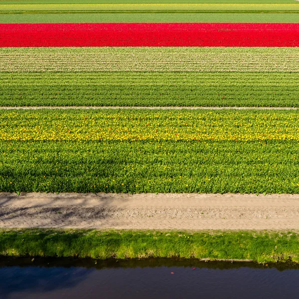 Campo de tulipas holandês — Fotografia de Stock