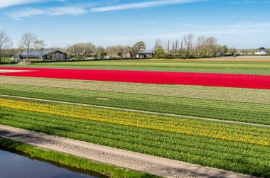 Hollandalı Lale alan