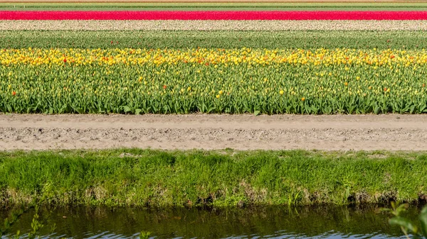 Nederlandse tulp veld — Stockfoto