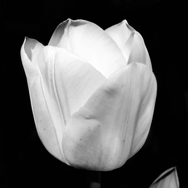 Black and white tulips — Stock Photo, Image