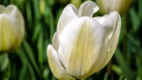 Білі тюльпани фону — стокове фото