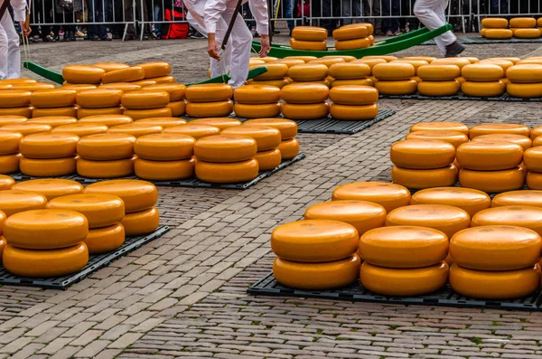 Queijos em Alkmaar, Países Bajos — Fotografia de Stock